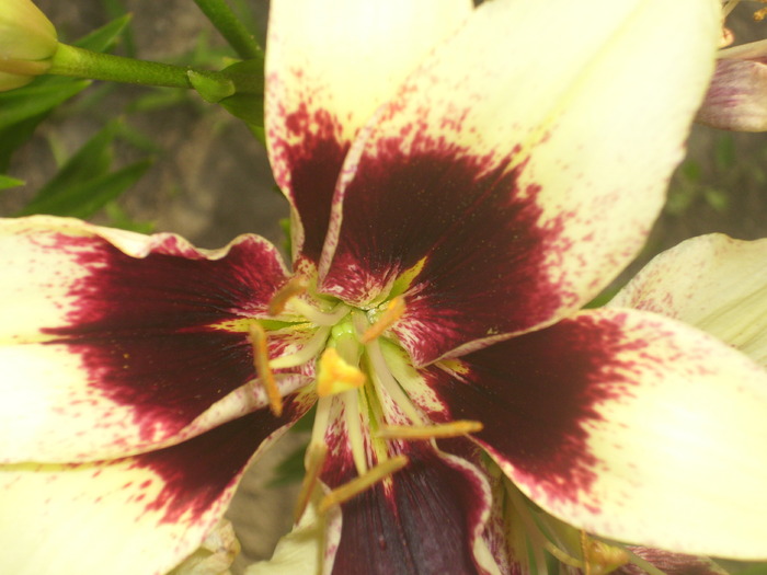 DSCI0885 - flori din gradina mea