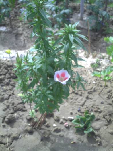 AZALEE DE GRADINA