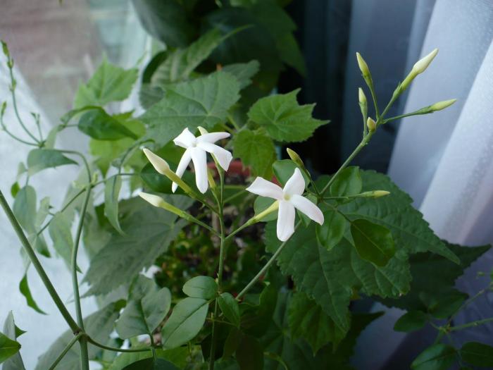 P1070901 - Iasomie de camera - Jasminum