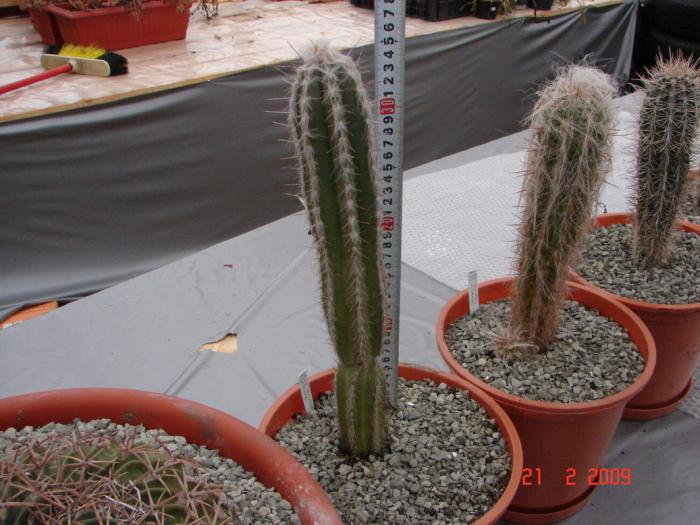 Cephalocereus palmeri - 2008