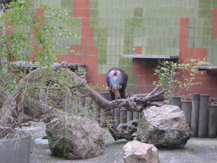 DWYWPAZTICUILYNWHEM - gradina zoologica din spania 2008