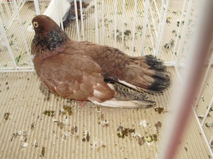 orbetean 1 - 1506 2 porumbei rz