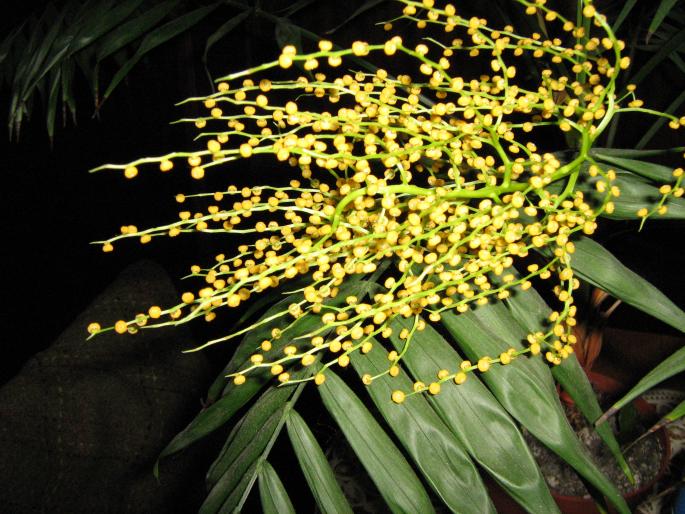 Chamaedorea Elagans - Album plante de interior