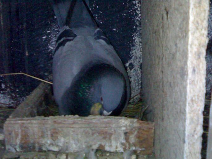 Mascul cu pui - Porumbei poze 2008