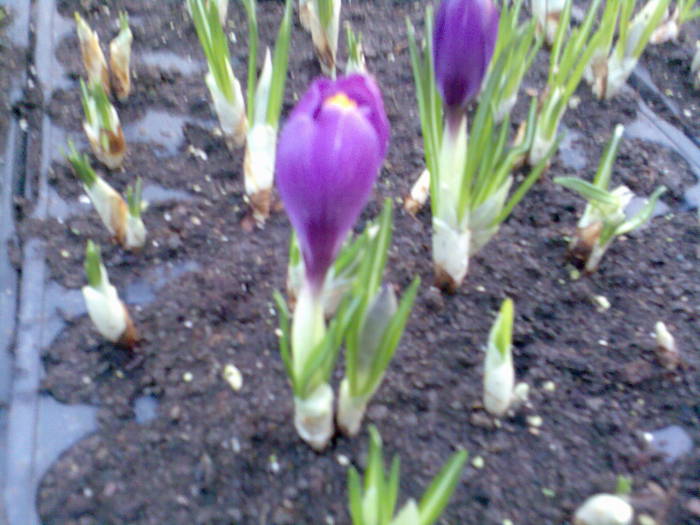 crocus - perene