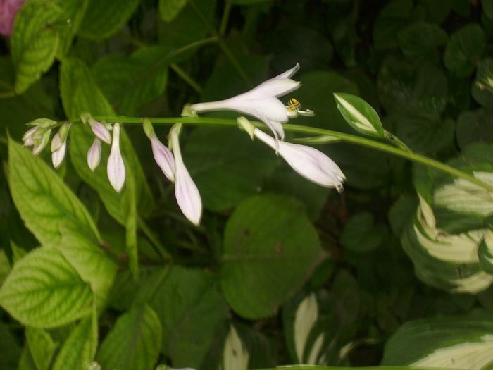 DSCI1131 - flori din gradina mea