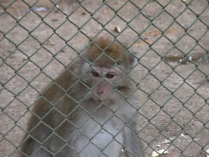 Maimuta; Maimuta din gradina zoologica!
