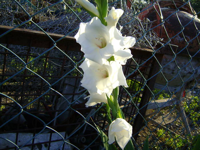 DSC02088 - gladiole