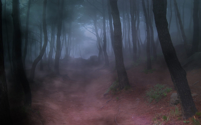 Forest_Fog_Bryce_5.5