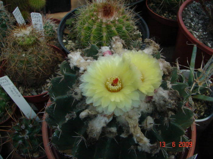 DSC06110
