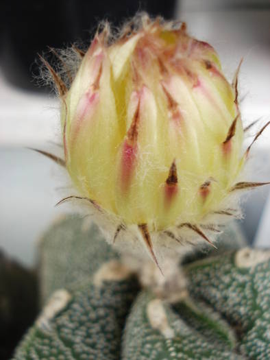 Astrophytum - Cactusi