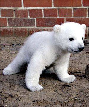 Urs Polar - Animalute