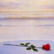 ocean-rose - trandafiri