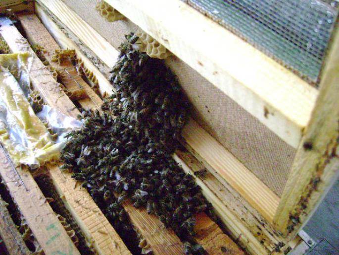 Picture 036 - apicultura