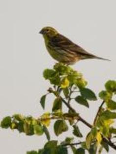 YZTIWWBNXDKXFLFJIUB - PASARELE O VECHE PASIUNE