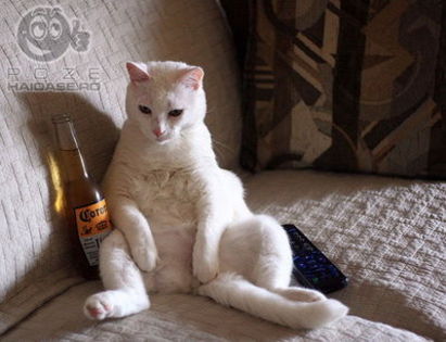 poze_n_pisica_betiva_cu_bere