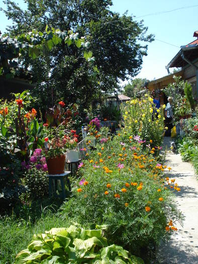 FLORILE MAMEI - LA MAMA-LA MOSIE 2009