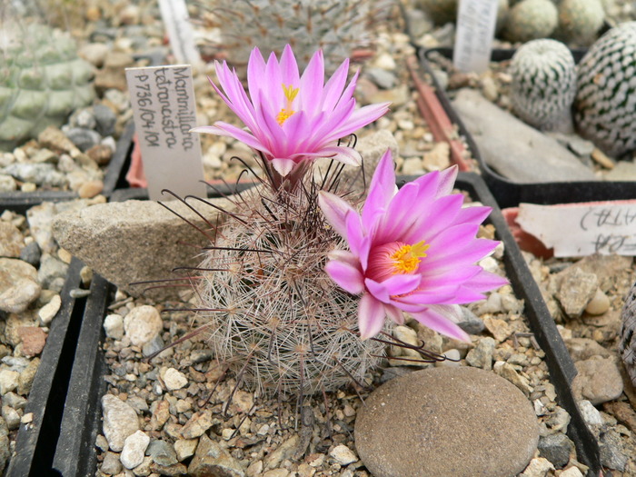 mammillaria_tetrancistra_P736 - genul Mammillaria