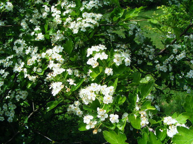 DSCF0535