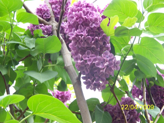 100_1017 - Primavara in curte  Timisoara