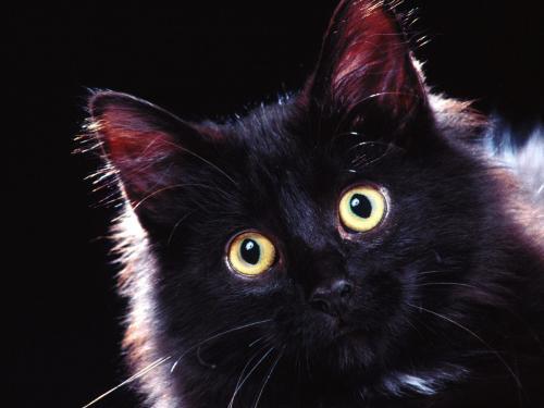 Domestic Longhair Poze Pisici Imagini Pisicute Wallpapers - club pisici