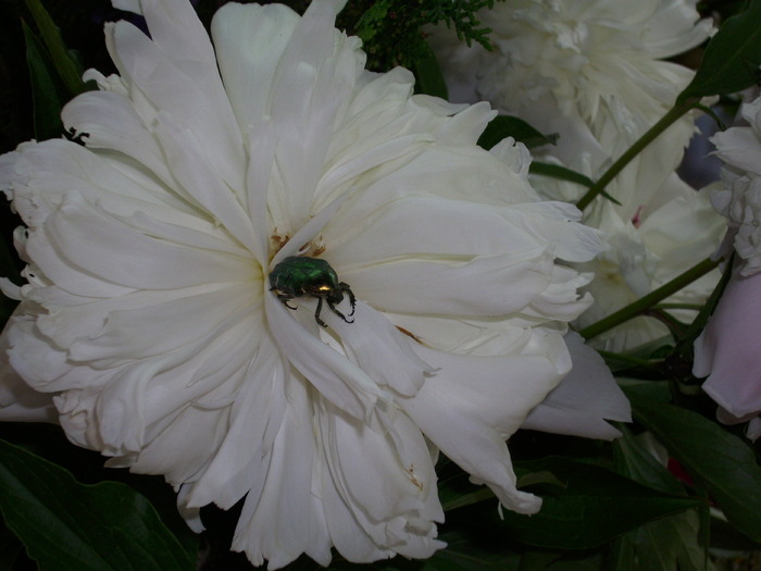 DSCI0721 - flori din gradina mea