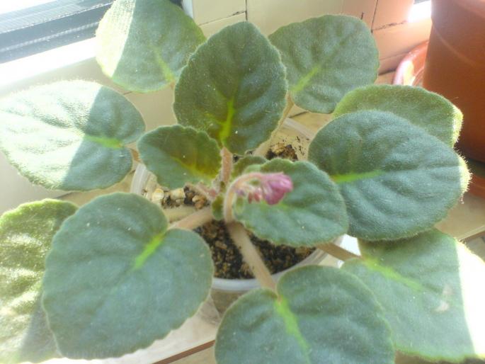 boboc tomahawk - violete 2009