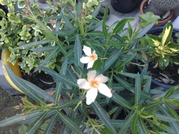 nerium oleander - leandri