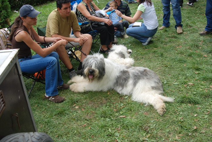DSC_0239 - Concurs international de frumustete canina 2009 TgMures