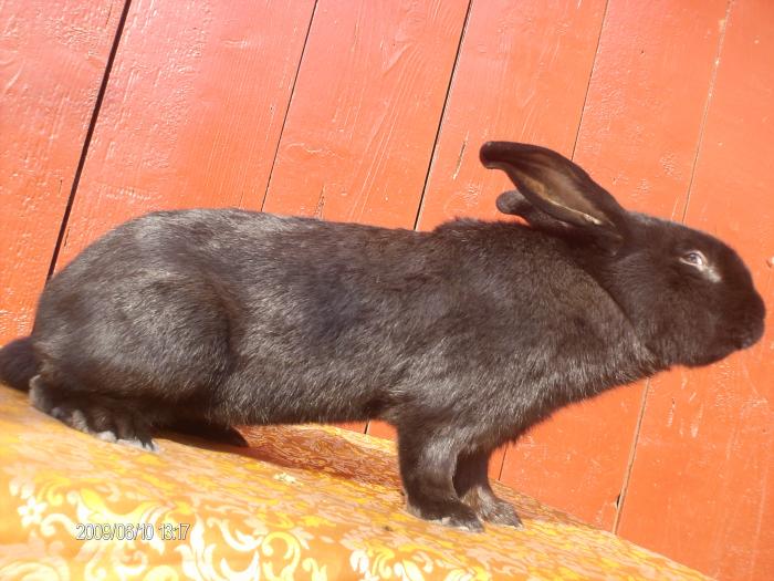 Mascul Fluture (Vanzare)