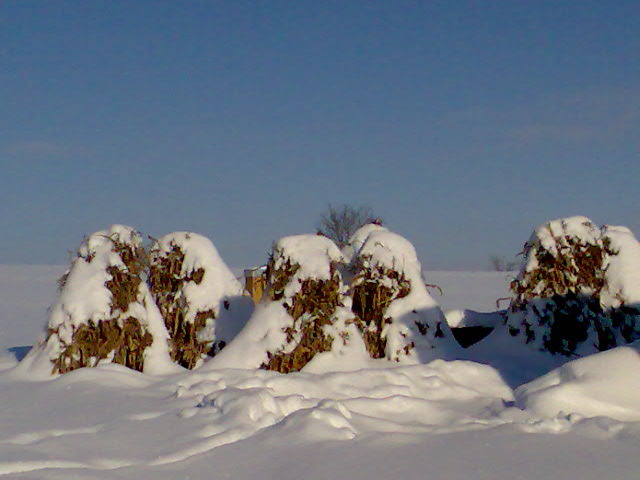 nu se vad iepurasii , dar ei sunt pe acolo - Crescatorie Iepuri Iarna 23 01 2010