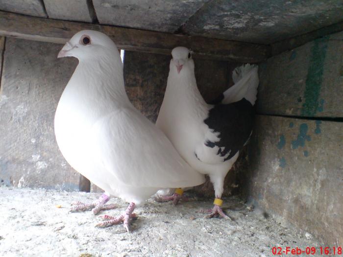DSC00061