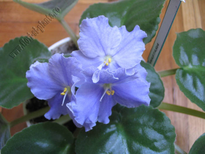 Saintpaulia Anastasia 4 - VIOLETE AFRICANE  - Saintpaulia
