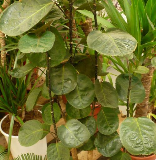 Polyscias - Alte plante