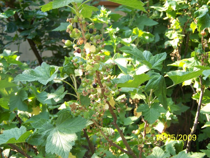 100_1837 - Primavara in curte  Timisoara