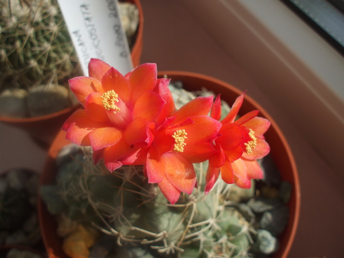 Matucana paucicostata detaliu floare