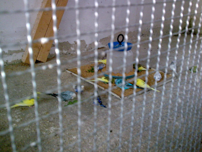 Imagine040 - PAPAGALI SI CANARI