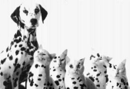 ai37671n156767 - dalmatieni