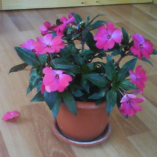 roz - impatiens