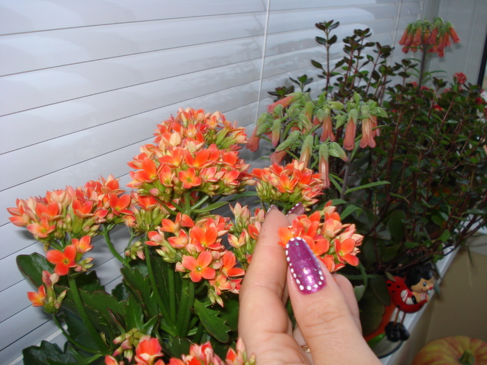 KALANCHOE