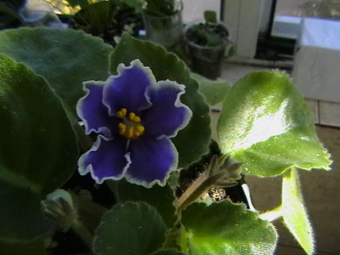 rebel's sk2 - violete 2009