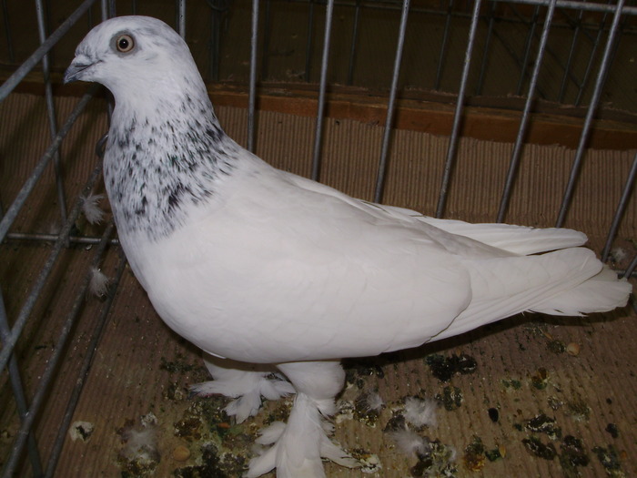 10755 bhb 0 - 1507 partea 6a