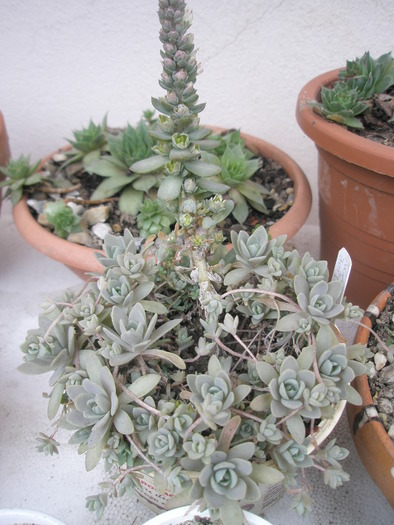 Orostachys iwarenge - 31.10 - plante de exterior - 2009 - 2010