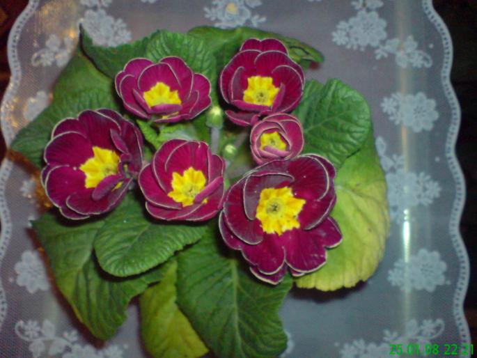 Primula grena - Primule