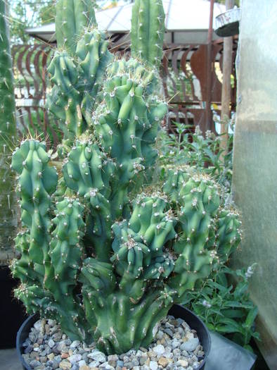 Cereus peruvianus f.monstruosus - Columnari