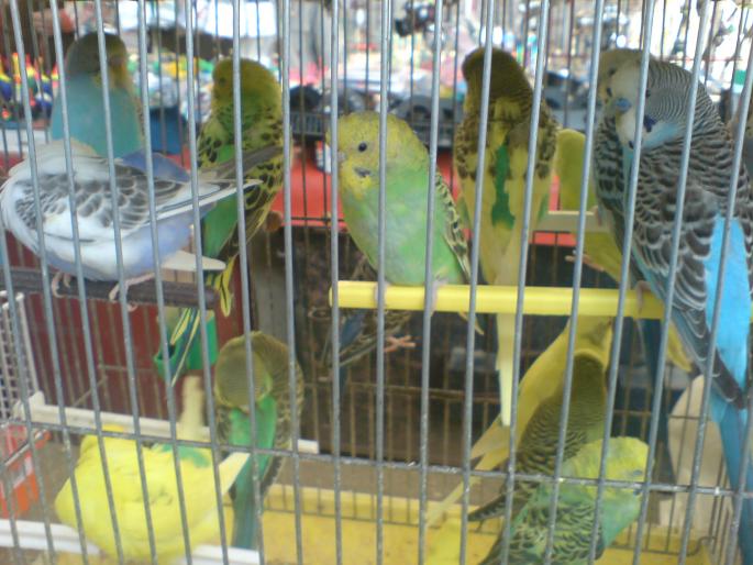 DSC00490 - Piata de pasari si animale Timisoara 2009