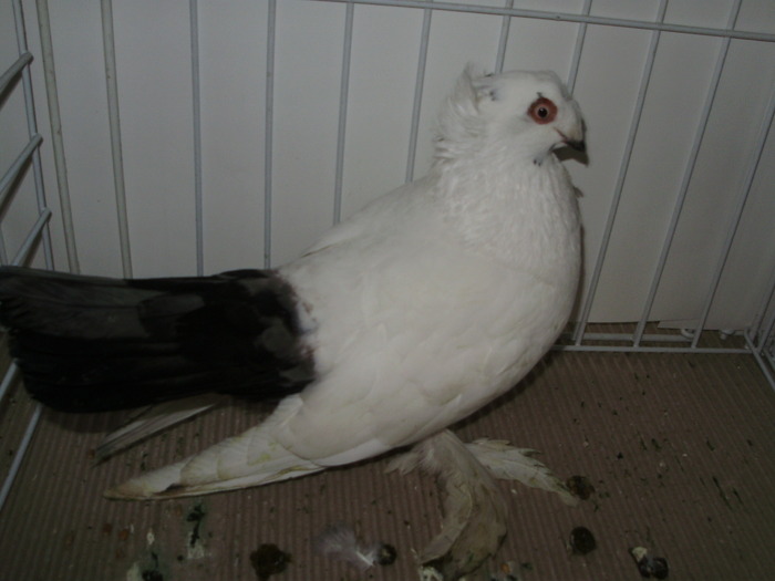 bucovina 12 - 1509 rom juc 1