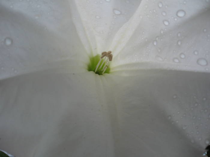Ciumafaia floarea - Flori de gradina
