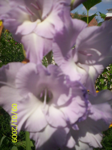 Gladiole; un buchet intr-o floare
