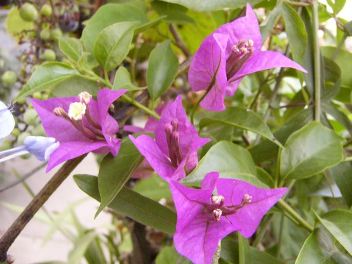 bouganvillia - Bougainvillia